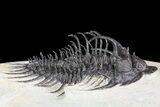 Bargain, Comura Trilobite - Composite Spines #74163-3